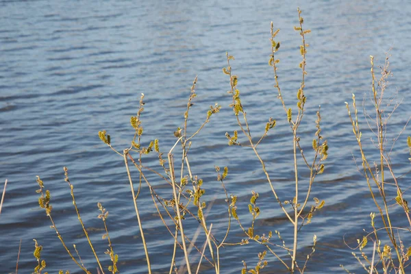 Junge Blüten Und Blätter Den Bäumen Fluss Frühling — Stockfoto