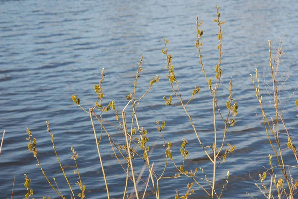 Young Flowers Leaves Trees River Spring — Stock Photo, Image