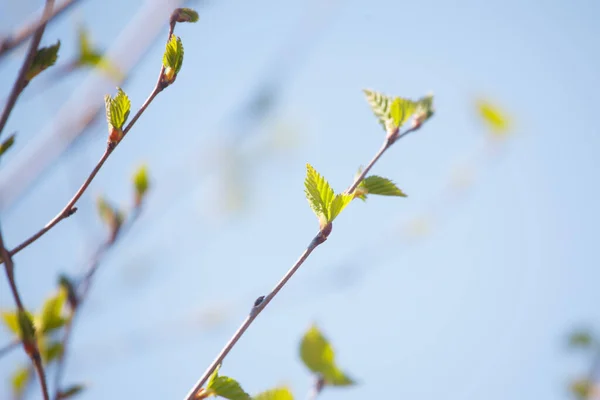 New Leaves Buds Trees Spring — Stock Photo, Image