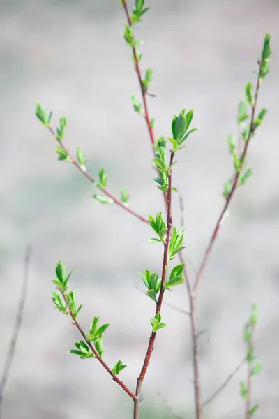 Novas Folhas Dos Botões Nas Árvores Primavera — Fotografia de Stock