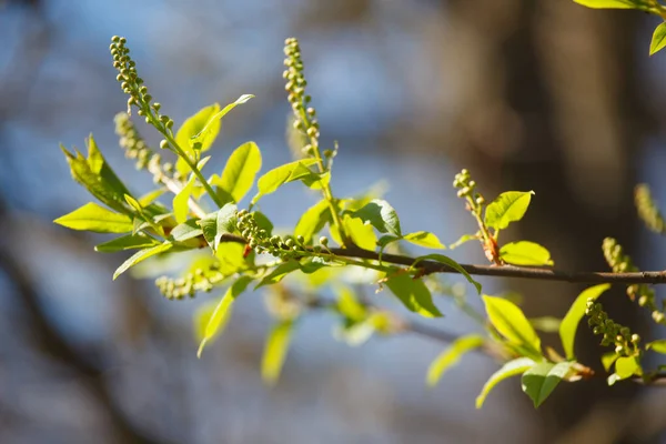 Young Flowers Leaves Trees Spring — Stock Photo, Image