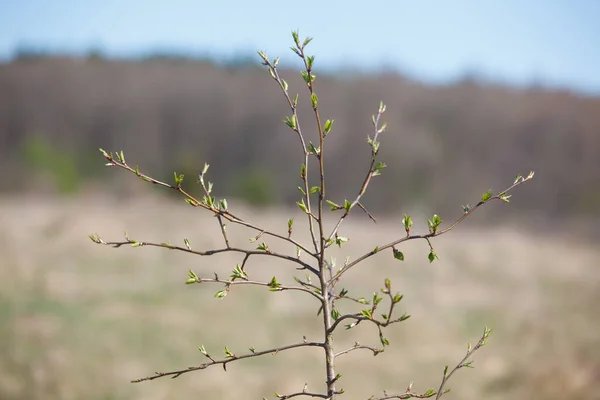 New Leaves Buds Trees Spring — Stock Photo, Image