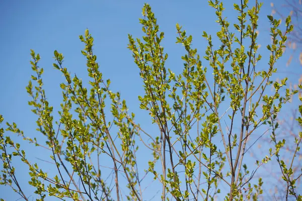 Nya Bladen Från Knopparna Träden Våren — Stockfoto