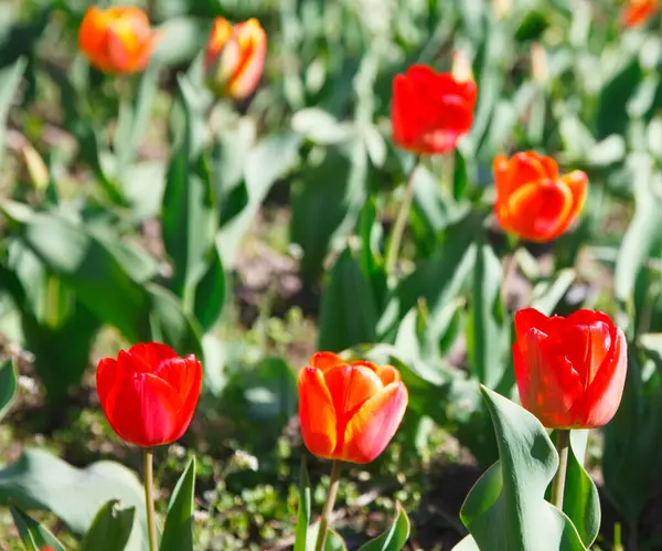 Tulips Flowerbed Spring — Stock Photo, Image