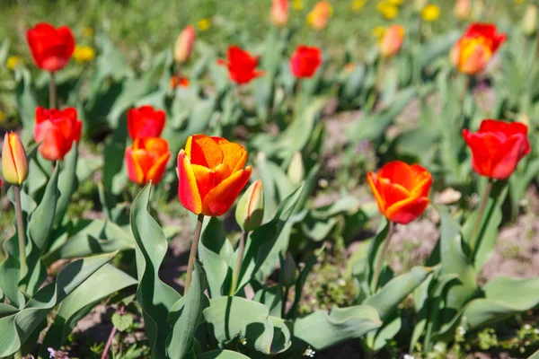 Tulips Flowerbed Spring — Stock Photo, Image