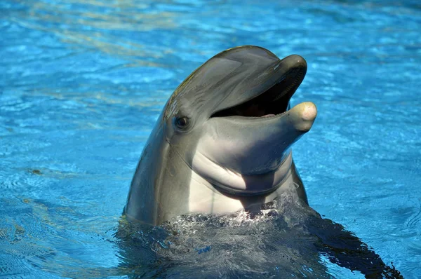 Bottlenose dolphin head — Stock Photo, Image