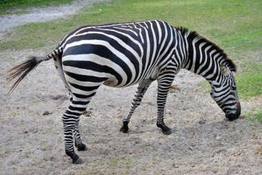 Grant'ın zebra Latin Equus burchelli boehmi adı