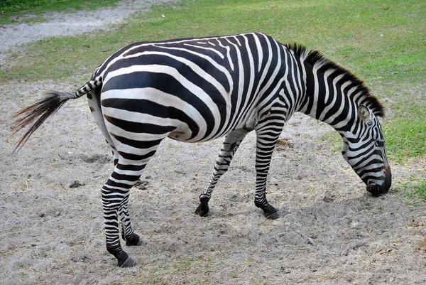 Zebra de Grant Nome latino Equus burchelli boehmi — Fotografia de Stock