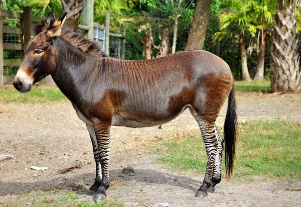 Zebroid bir zebra eşek