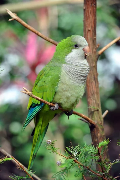 Ein grüner Papagei — Stockfoto