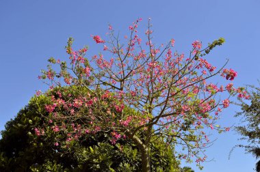 Orkide ağacı çiçeği 