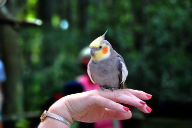 Petsupplies Latince Adı Nymphicus hollandicus