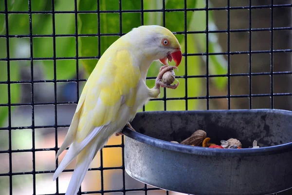 Loro amarillo y blanco — Foto de Stock