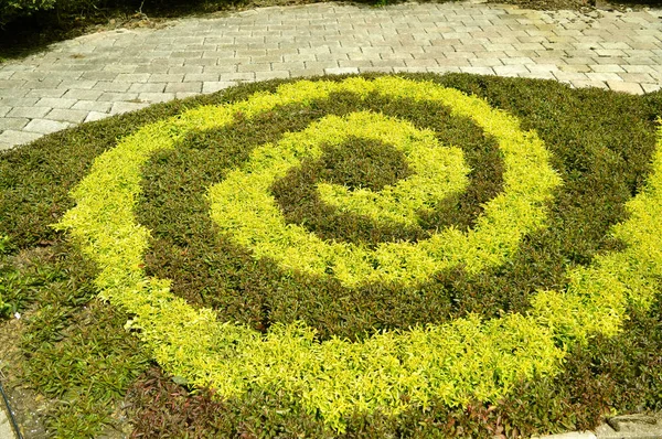 Plantas pequeñas en forma de espiral — Foto de Stock