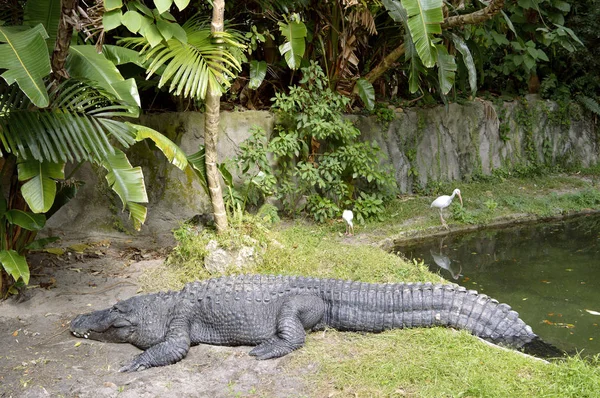An American alligator — Stock Photo, Image