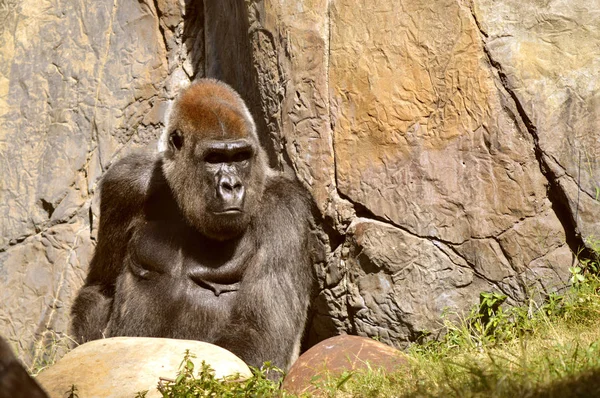 A síkvidéki gorilla — Stock Fotó