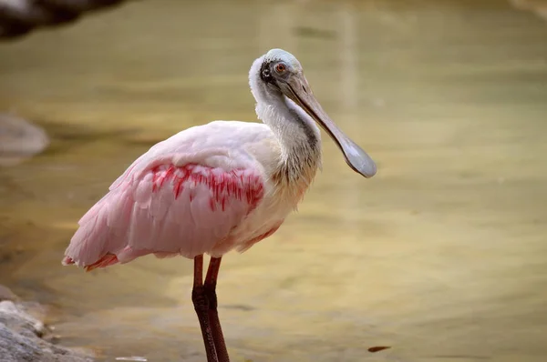 Een Roze lepelaar — Stockfoto