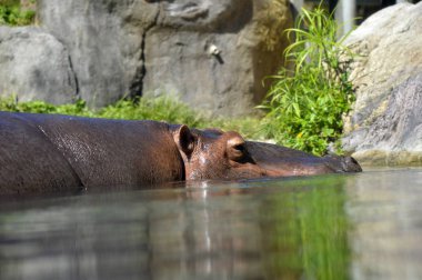 Bir su aygırı Yüzme