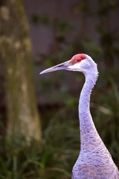 Een kraan psammophila — Stockfoto