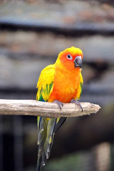 Güneş conure papağan — Stok fotoğraf