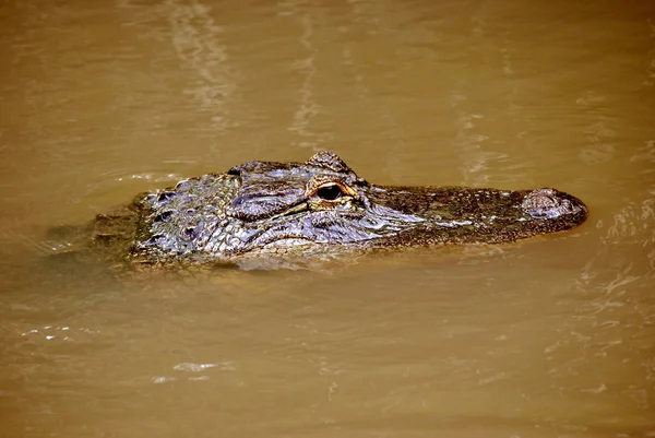 American Alligator Natação — Fotografia de Stock