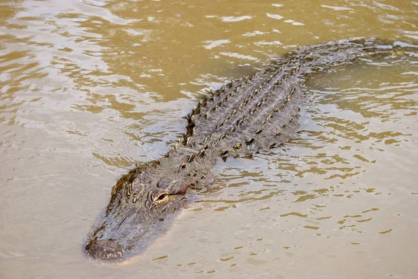 アメリカわに水泳 — ストック写真