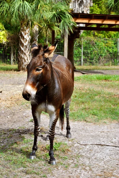 Zebroid a zebra donkey — Stock Photo, Image