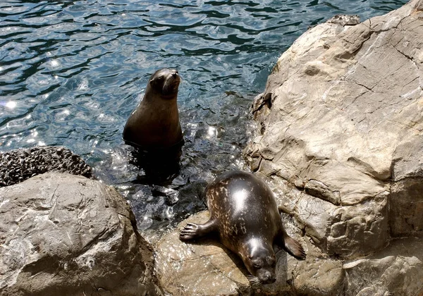 Des lions de mer l'un sur les rochers l'autre regardant — Photo