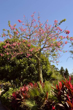 Orkide ağacı çiçeği 