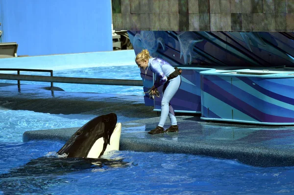 Entrenador Seaworld alimentando a una ballena asesina — Foto de Stock