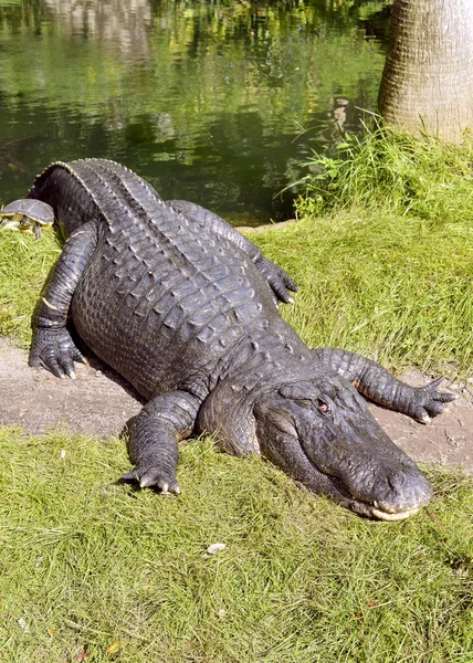 An American alligator — Stock Photo, Image