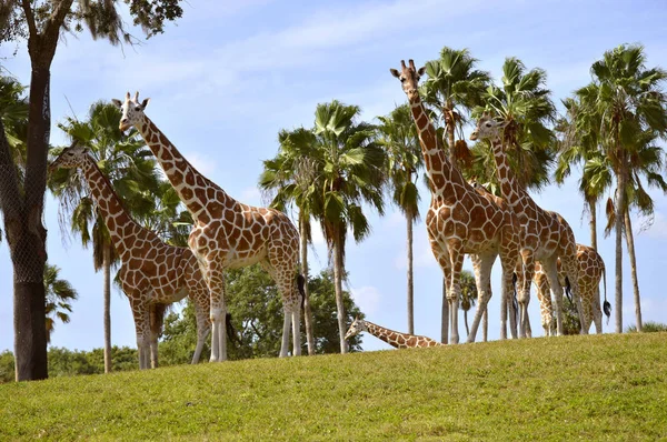 Um grupo de Girafa — Fotografia de Stock