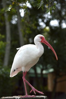 A White Ibis clipart