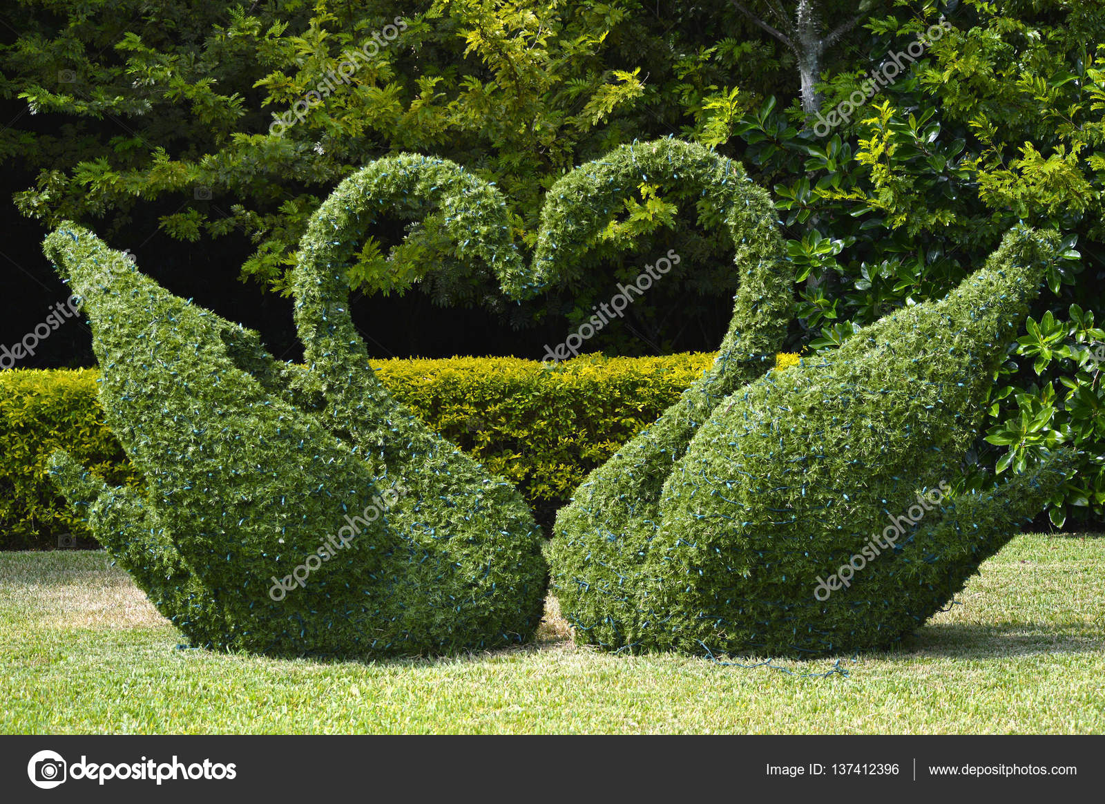 Topiary swans love heart — Stock Photo © PeterEtchells #137412396