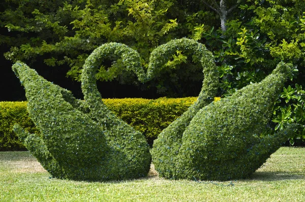 Topiary zwanen liefde hart — Stockfoto