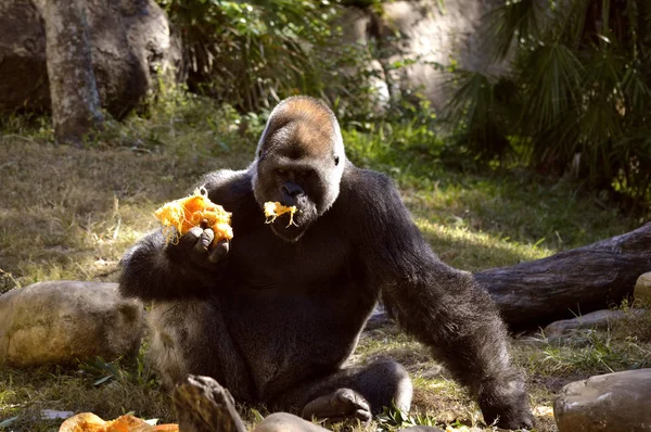 Síkvidéki Gorilla étkezési — Stock Fotó