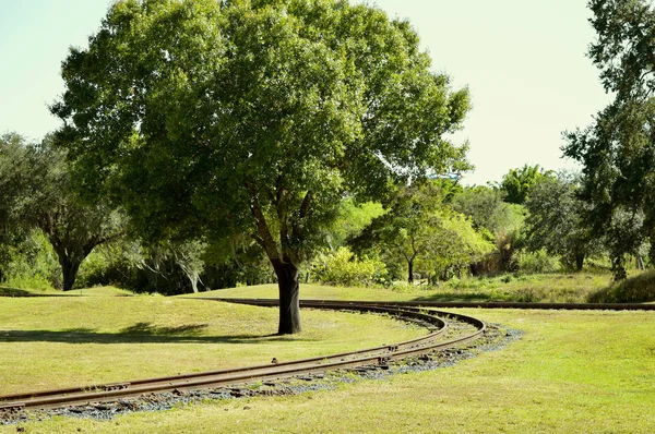 Vía de tren alrededor de un árbol — Foto de Stock