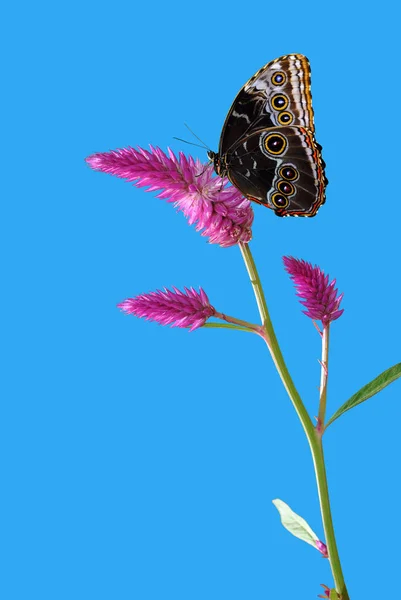 Quail Grass with a Blue morpho butterfly — Stock Photo, Image