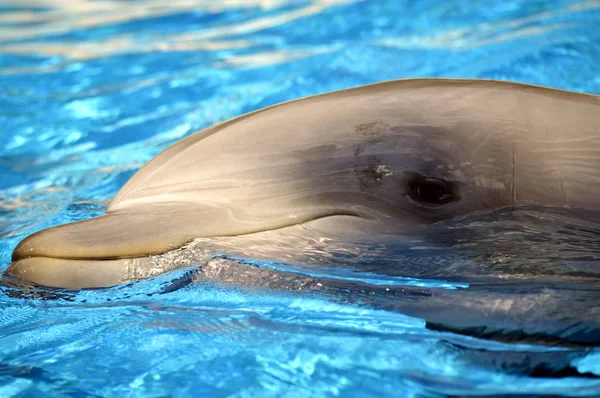 Testa di delfino tursiope — Foto Stock