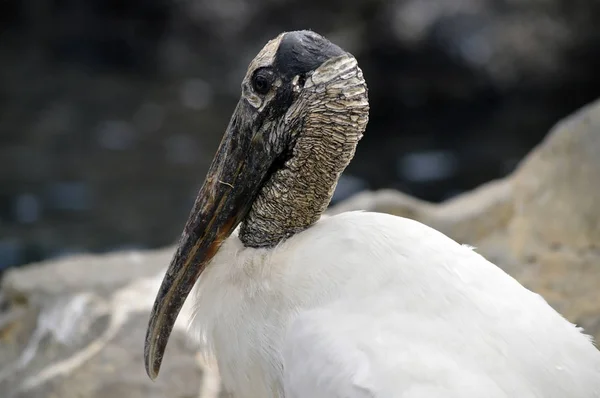 Une cigogne des bois — Photo