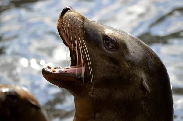 Sea lion with open mouth — Stock Photo, Image