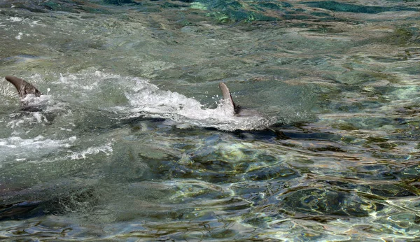 Bottlenose dolphins swimming — Stock Photo, Image