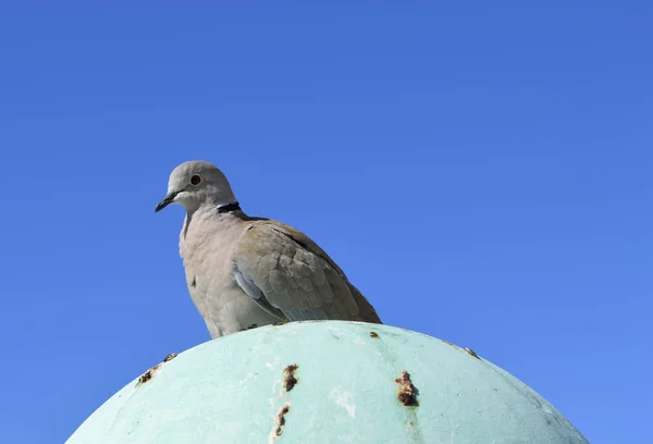 นกพิราบปลอกคอ Eurasian — ภาพถ่ายสต็อก