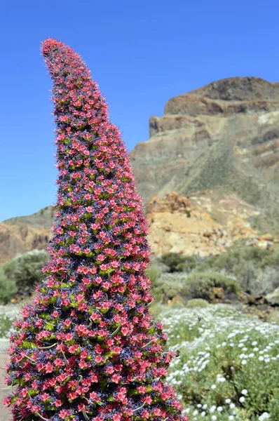 Teide bugloss Latin neve Kígyószisz auberianum virágok — Stock Fotó