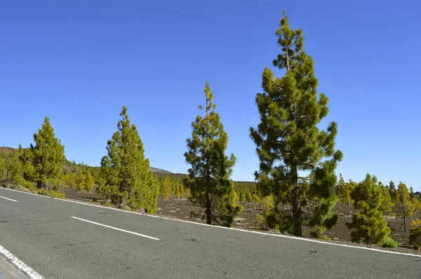 Národní park Mount Teide — Stock fotografie