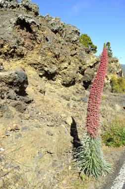 Mount Teide Milli Parkı Teide bugloss