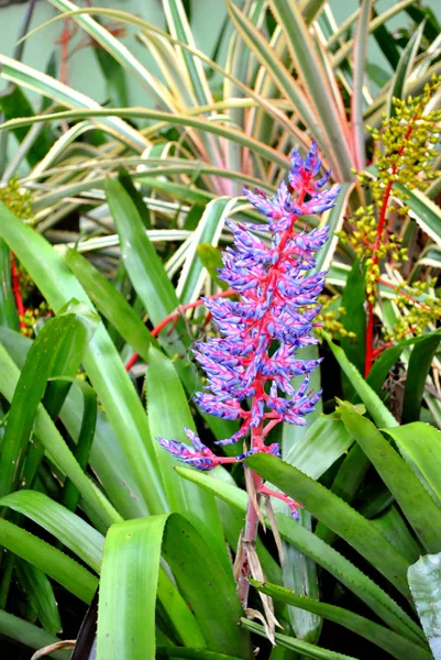 Aechmea dichlamydea flowers — Stock Photo, Image