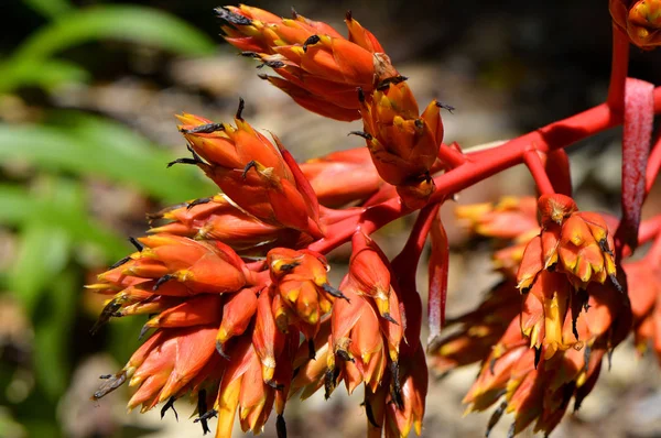 Bir Aechmea rubens — Stok fotoğraf