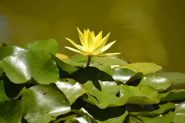 Waterlily yellow Lotus — Stock Photo, Image