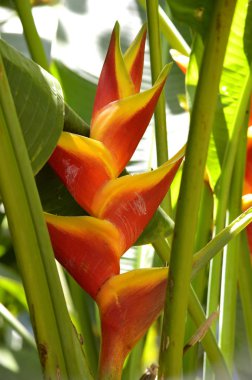 Istakoz pençe Heliconia bihai Jacquinii